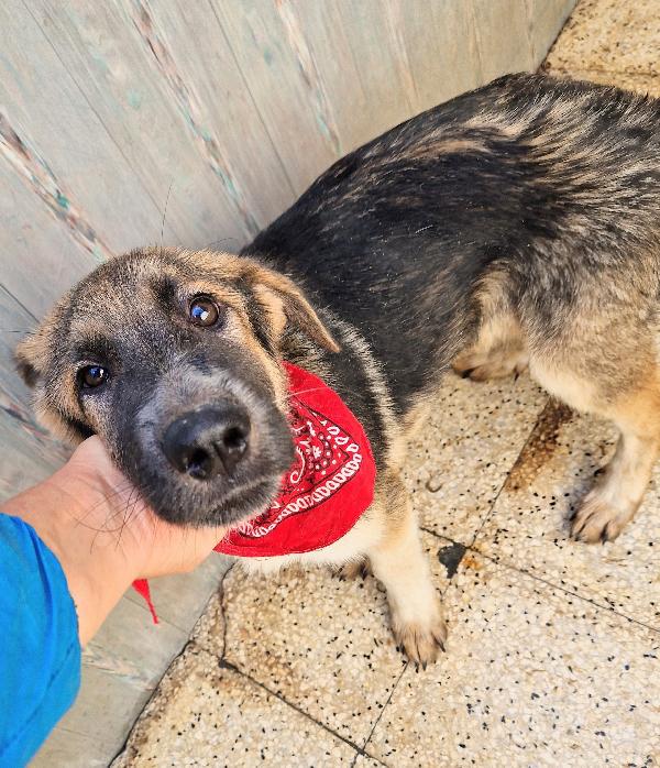 DRACO NON DEVE SPEGNERSI IN CANILE.ADOTTABILE IN TUTTA ITALIA! Foto 8
