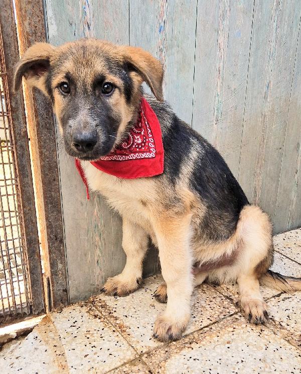 DRACO NON DEVE SPEGNERSI IN CANILE.ADOTTABILE IN TUTTA ITALIA! Foto 9