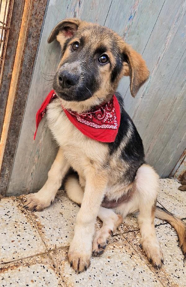 DRACO NON DEVE SPEGNERSI IN CANILE.ADOTTABILE IN TUTTA ITALIA! Foto 10
