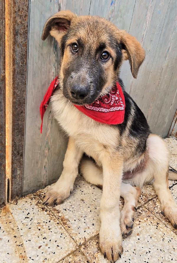 DRACO NON DEVE SPEGNERSI IN CANILE.ADOTTABILE IN TUTTA ITALIA! Foto 11