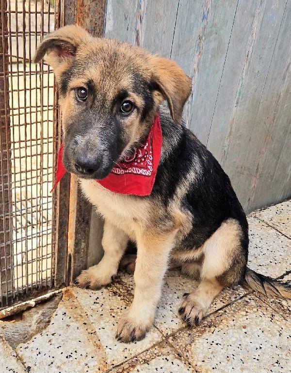 DRACO NON DEVE SPEGNERSI IN CANILE.ADOTTABILE IN TUTTA ITALIA! Foto 12