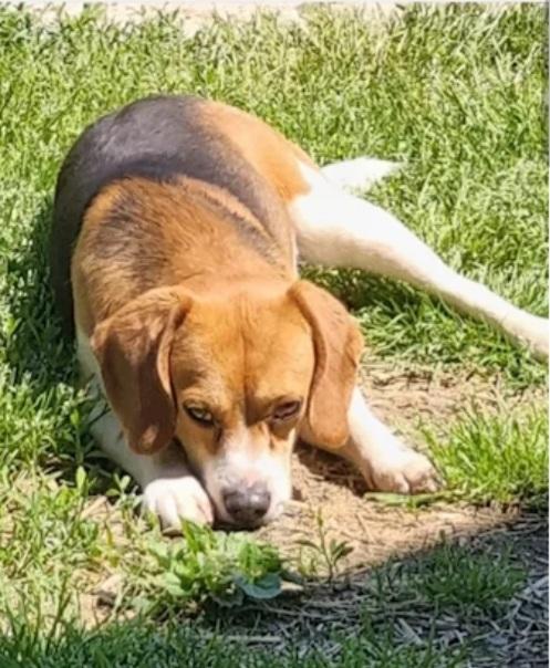 Beagle 2Anni E 1/2 Aspetta Da Mesi. Ovada (Al)