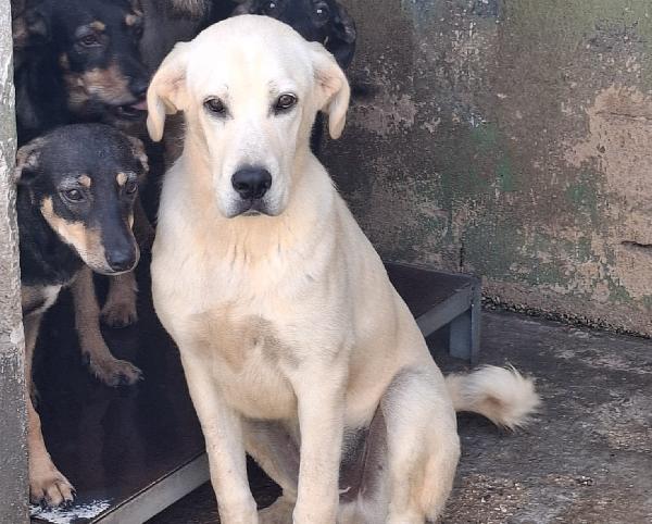 Cremino - Simil Labrador Di 1 Anno