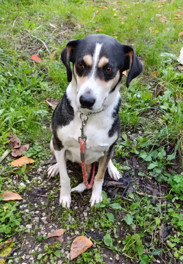 Maggie cagnolona fantastica che parla con gli occhi  Foto 2