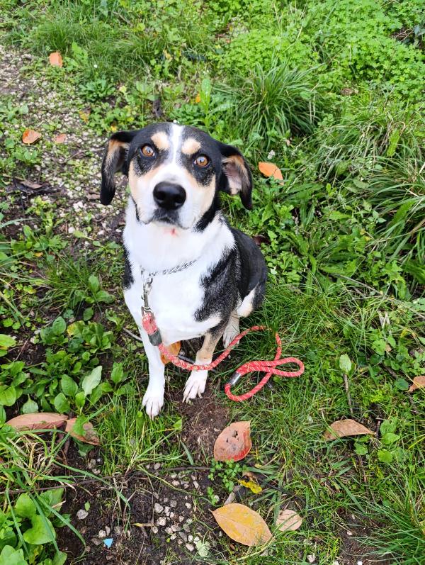 Maggie cagnolona fantastica che parla con gli occhi  Foto 3