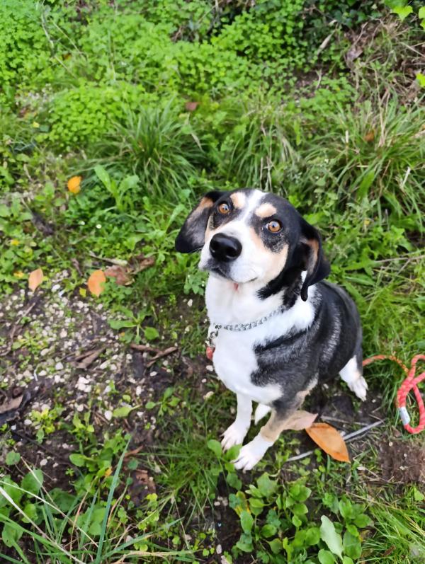 Maggie cagnolona fantastica che parla con gli occhi  Foto 4