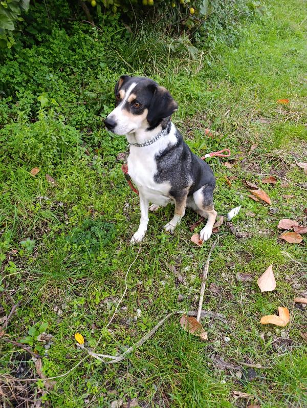 Maggie cagnolona fantastica che parla con gli occhi  Foto 5