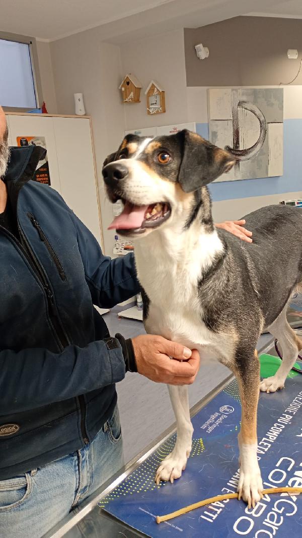 Maggie cagnolona fantastica che parla con gli occhi  Foto 6