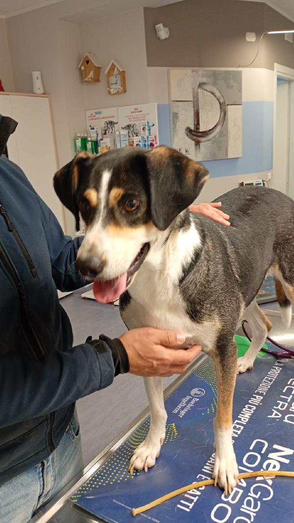 Maggie cagnolona fantastica che parla con gli occhi  Foto 7