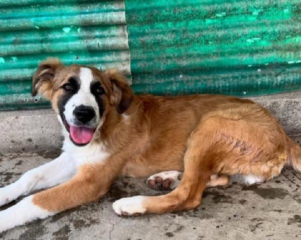 Tobia 2anni e mezzo 1/2 bello ed INVISIBILE! SICILIA Foto 4