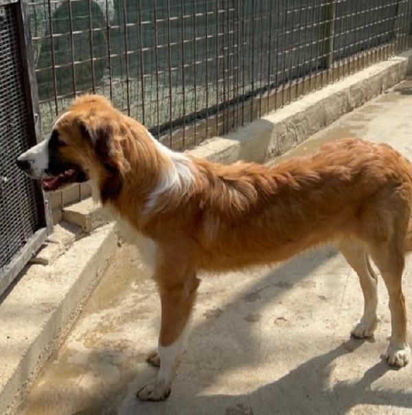 Tobia 2anni e mezzo 1/2 bello ed INVISIBILE! SICILIA Foto 9