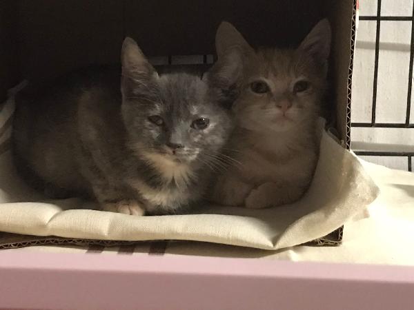 Bello e bella  Foto 3