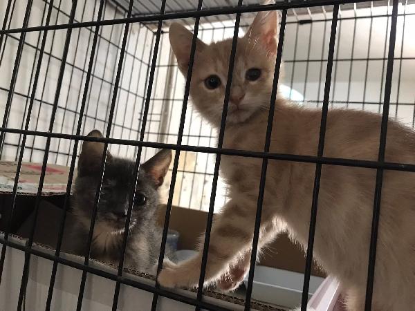 Bello e bella  Foto 4