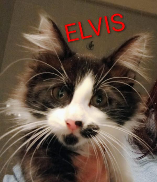 Elvise E Priscilla: Mici Di 3 Mesi Pelo Lungo