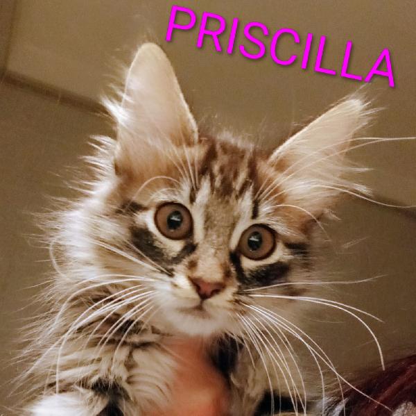 ELVISE E PRISCILLA: MICI DI 3 MESI PELO LUNGO Foto 2