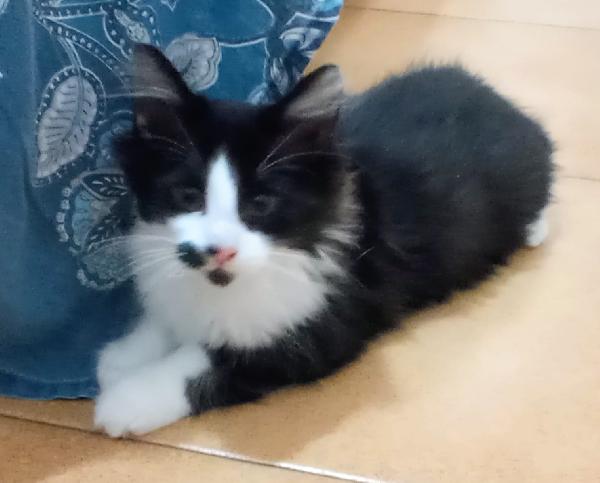 ELVISE E PRISCILLA: MICI DI 3 MESI PELO LUNGO Foto 3