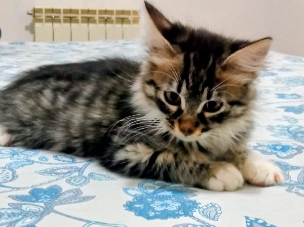 ELVISE E PRISCILLA: MICI DI 3 MESI PELO LUNGO Foto 4