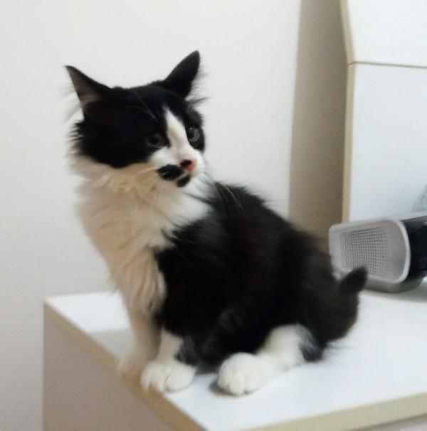 ELVISE E PRISCILLA: MICI DI 3 MESI PELO LUNGO Foto 5