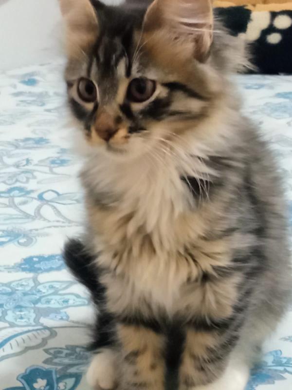 ELVISE E PRISCILLA: MICI DI 3 MESI PELO LUNGO Foto 6