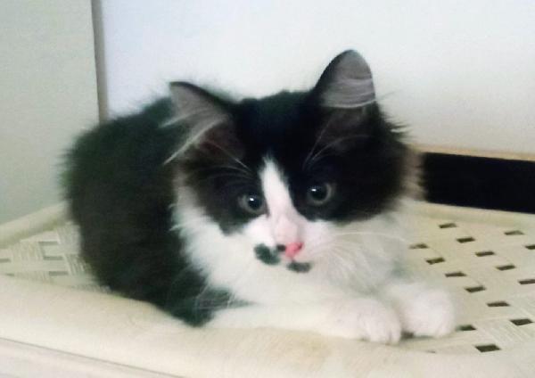 ELVISE E PRISCILLA: MICI DI 3 MESI PELO LUNGO Foto 7