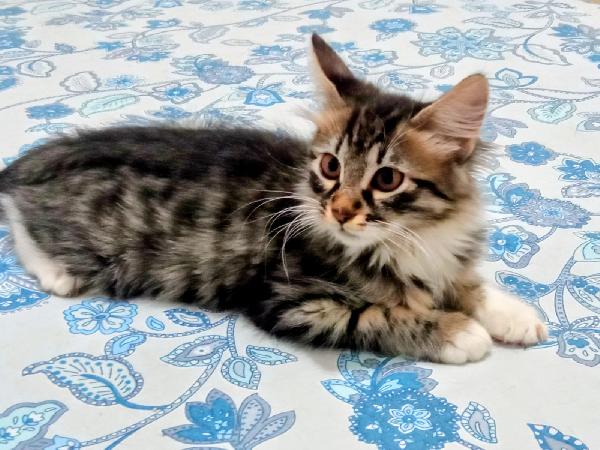 ELVISE E PRISCILLA: MICI DI 3 MESI PELO LUNGO Foto 8