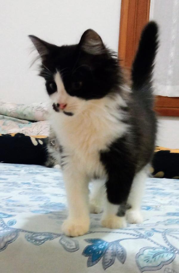 ELVISE E PRISCILLA: MICI DI 3 MESI PELO LUNGO Foto 9