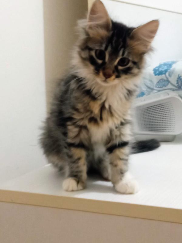 ELVISE E PRISCILLA: MICI DI 3 MESI PELO LUNGO Foto 10