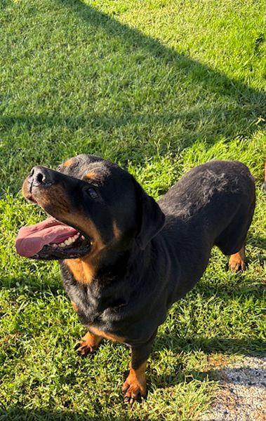 Adozione del ❤️ per Aaron Foto 2