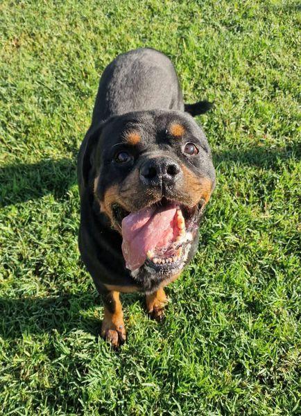 Adozione del ❤️ per Aaron Foto 3