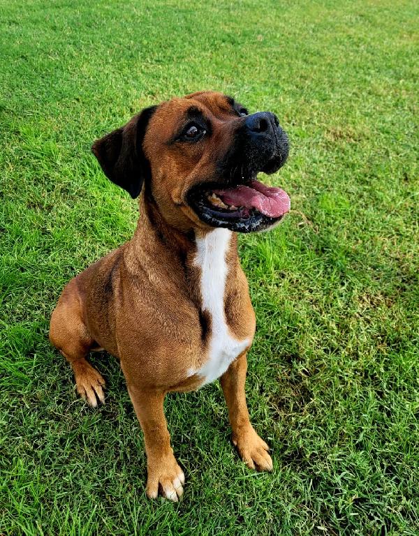 Caterina meravigliosa boxer Foto 2