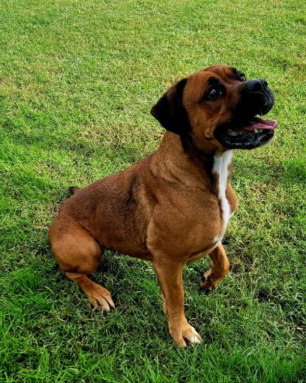 Caterina meravigliosa boxer Foto 3