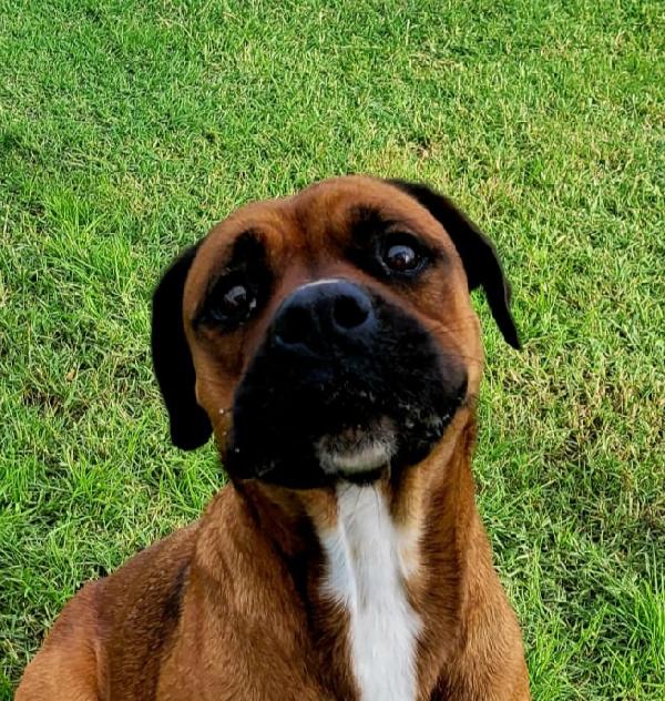 Caterina meravigliosa boxer Foto 5