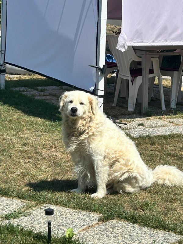 Fiammotta: Giovane, Bella E Fiera