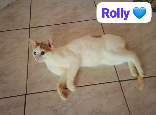 Gatti Maschi E Femmine Dai Sei Mesi Ai 4 Anni In Adozione 