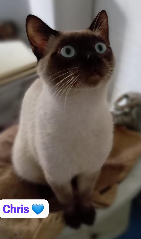 Gatti maschi e femmine dai sei mesi ai 4 anni in adozione  Foto 2