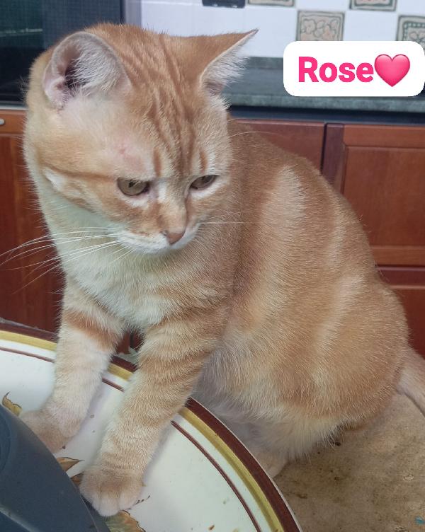 Gatti maschi e femmine dai sei mesi ai 4 anni in adozione  Foto 3