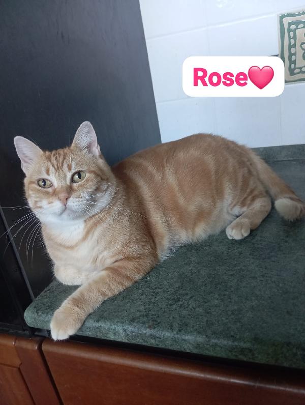 Gatti maschi e femmine dai sei mesi ai 4 anni in adozione  Foto 4