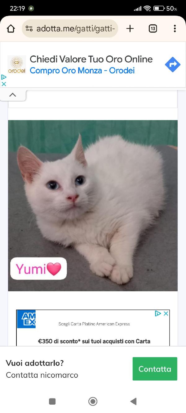 Gatti maschi e femmine dai sei mesi ai 4 anni in adozione  Foto 5