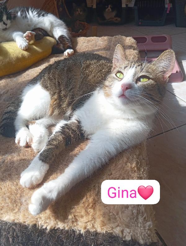 Gatti maschi e femmine dai sei mesi ai 4 anni in adozione  Foto 9