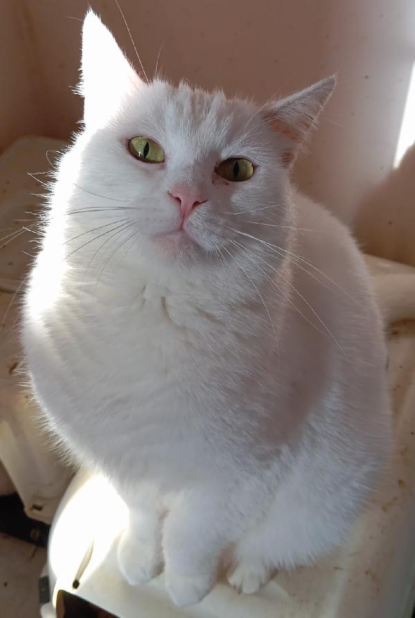 Gatti maschi e femmine dai sei mesi ai 4 anni in adozione  Foto 11