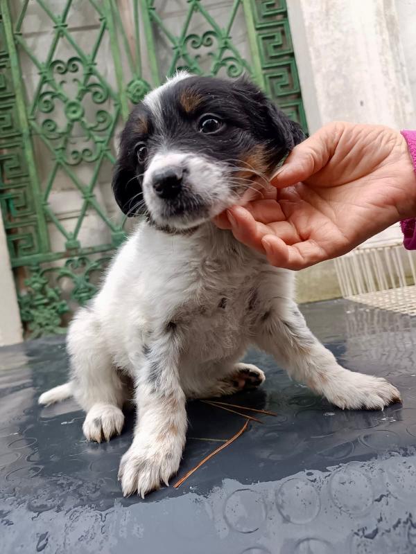 Una Cucciola Da Salvare 