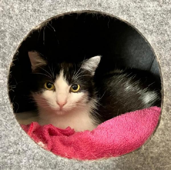 Saretta Micia 12/14Mesi Sos Casa Roma