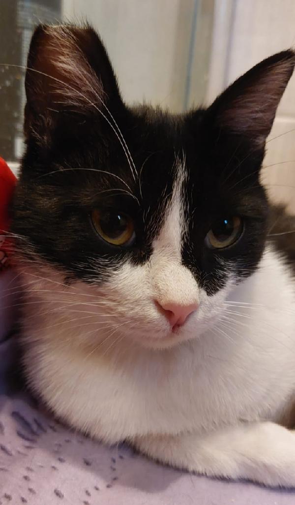 Saretta micia 12/14mesi SOS CASA ROMA Foto 4