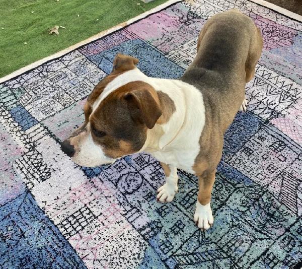 Simpatico American Bully 