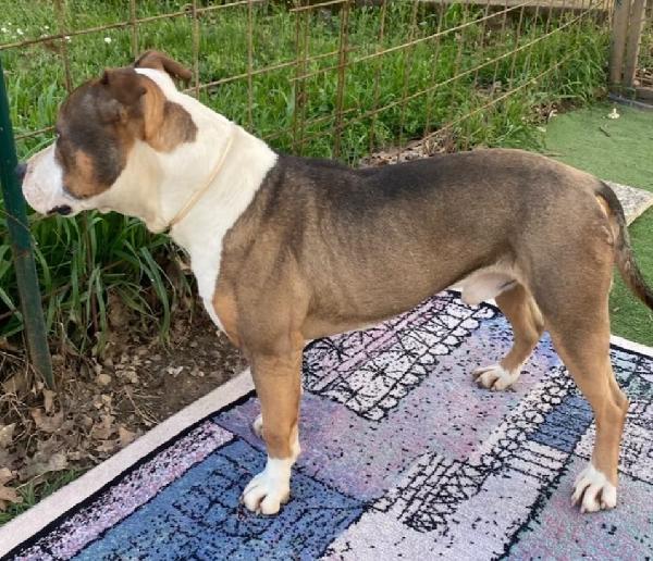 Simpatico American Bully  Foto 2