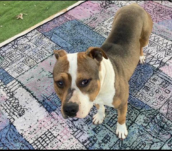 Simpatico American Bully  Foto 3
