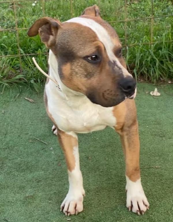 Simpatico American Bully  Foto 4