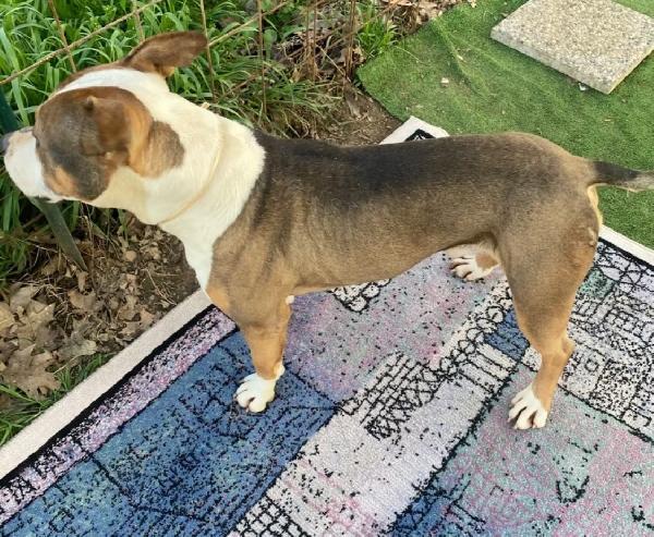 Simpatico American Bully  Foto 5