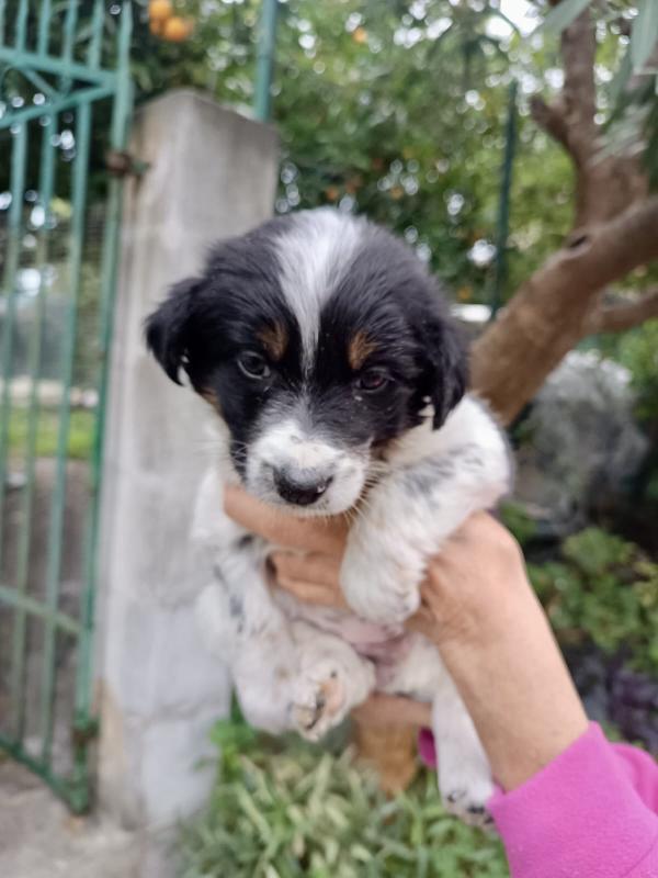 Cucciola Dory cerca casa  Foto 4