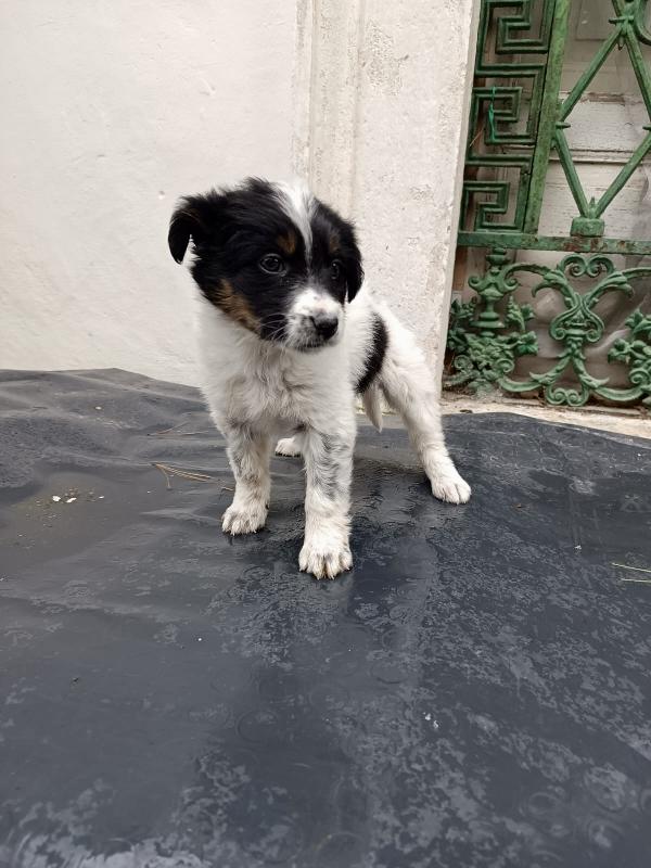 Cucciola Dory cerca casa  Foto 5